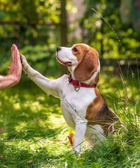 Portrait of  cute beagle dog on a green meadow