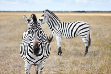 Fototapeta na wymiar Zebras in grasslands of virgin steppes