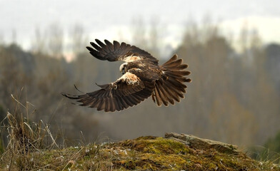 aguila lagunero volando