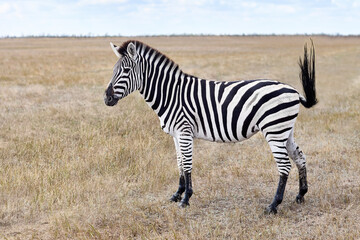 Fototapeta na wymiar Zebra in grasslands of virgin steppes