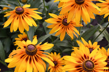 large yellow-red Bud of rudbeckia on a green background . bright colours