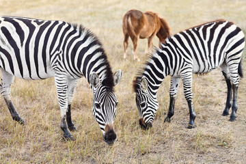 Zebra grazing in grasslands of virgin steppes