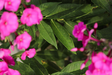 toned background image of blooming pink Phlox