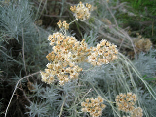 close up of flowers