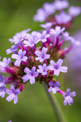 A large blooming purple lavender flower close-up