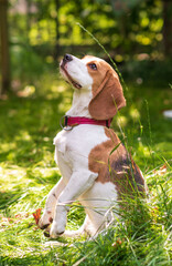 Portrait of  cute beagle dog on a green meadow