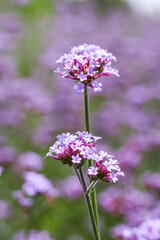 Fototapeta premium A large blooming purple lavender flower close-up
