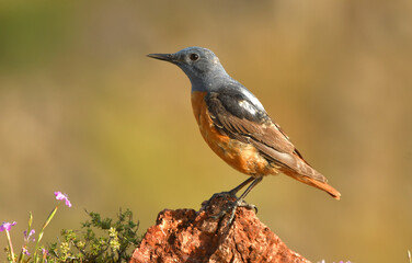 Roqueros en la sierra abulense