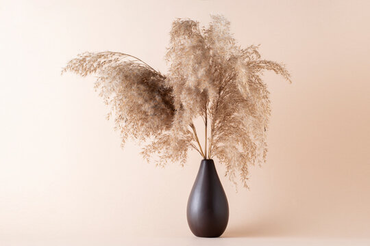 Dry Pampas Grass On A Beige Background In A Vase.  Modern Dry Flower  Decor.