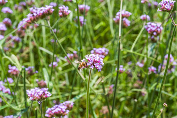 A bee gathers nectar on a purple lavender flower