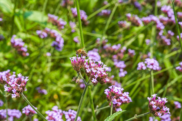 A bee gathers nectar on a purple lavender flower