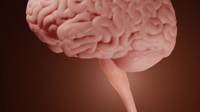 Medulla oblongata is responsible for reflexes and autonomic functions, Brainstem (including pons and medulla oblongata) animation