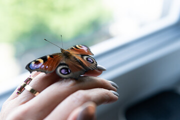 Peacock butterfly, Aglais io close-up. Beautiful butterfly sitting on womans hand. Female hand...