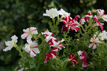 There are many white and bordo petunias growing outside the window.