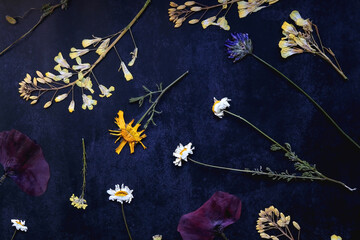 Various pressed flowers on dark blue background. Flat lay.