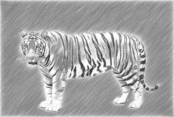 Tiger side view. Greyscale illustration. Pencil drawing.