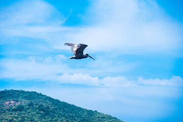 flying in the sky