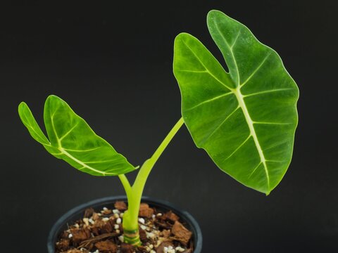 Close Up Of Alocasia Frydek