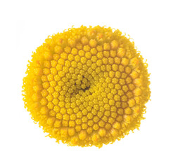 Common Tansy