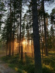 autumn forest in the morning