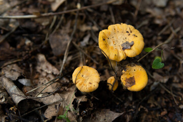 Chanterelle mushroom (cantharellus cibarius) in polish forest. Summer mushroom picking. Edible, delicious, orange mushroom. Fresh organic muchroom in natural environment.