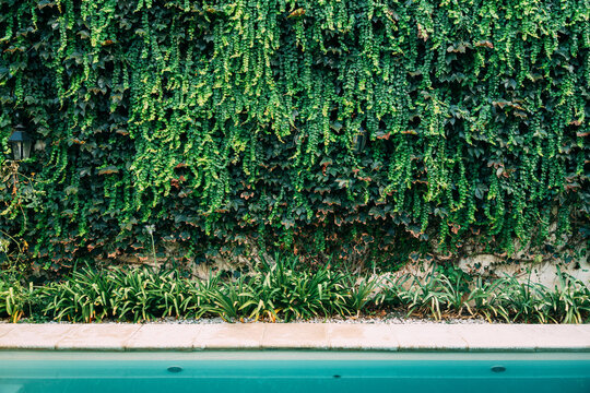 Climbing plant wall next to the swimming pool. Background. Flat and front view for backdrop or texture. Copy space.