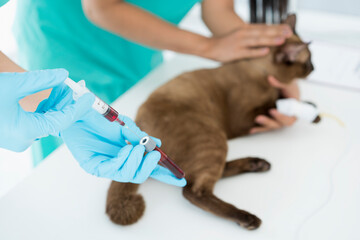 Veterinary. The doctor is testing the cat is blood for the virus. Veterinarian giving injection to...