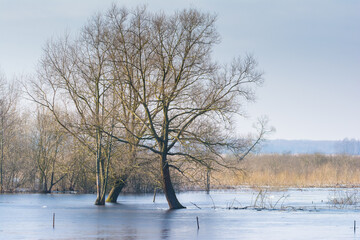 Naklejka na ściany i meble tree surrounded by a frozen lake