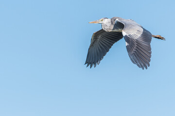 Fototapeta na wymiar gray heron flying over the breeding pond