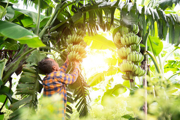 Asian farmer carrying green bananas in farm Workers hold green bananas for export.