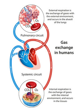 Gas exchange occurs at two sites in the body: in the lungs and at the tissues