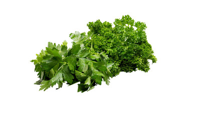 coriander and parsley isolated on white background with clipping path