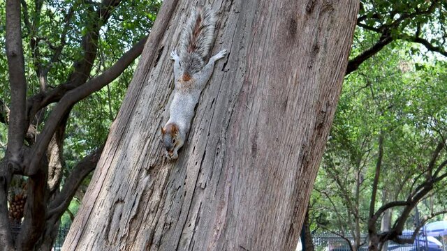 Squirrel eating upside down in a tree in the chapultepec forest of mexico city, squirrel eating a peanut.