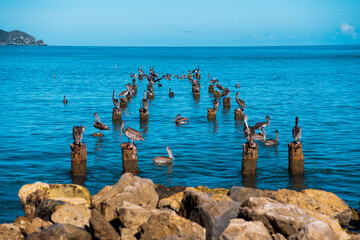 Pelicans
