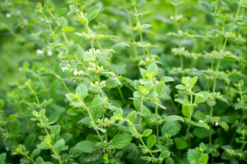 Close up of beautiful fresh mint in the garden