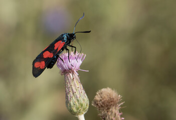 Zygaena burnet