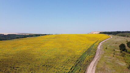 a road and a field with yellow sunflowers