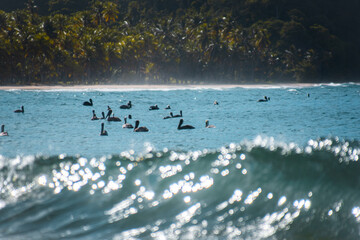 pelicans swimming