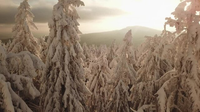 Dlog Drone view of the Feldberg Taunus Schmitten area during a cold winter day. Trees covered in snow and ice. Forrest in snow. Filmed during sunrise. Snow is wonderfully coloured in orange and red.