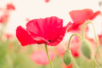ポピー　赤い ピンク 花 つぼみ グリーン 茎 綺麗 鮮やか カラフル かわいい ぼけ 夕暮れ 春