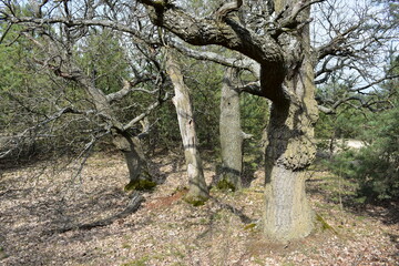 Fototapeta premium tree in the forest