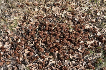 background of leaves