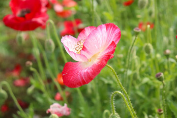 ポピー　赤い ピンク 花 つぼみ グリーン 茎 綺麗 鮮やか カラフル かわいい ぼけ 可憐な花