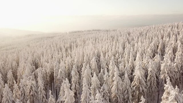 Dlog Drone view of the Feldberg Taunus Schmitten area during a cold winter day. Trees covered in snow and ice. Forrest in snow. Filmed during sunrise. Snow is wonderfully coloured in orange and red.