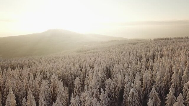 Dlog Drone view of the Feldberg Taunus Schmitten area during a cold winter day. Trees covered in snow and ice. Forrest in snow. Filmed during sunrise. Snow is wonderfully coloured in orange and red.