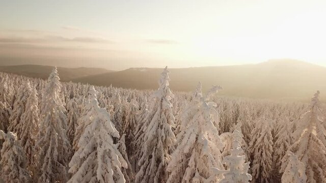 Dlog Drone view of the Feldberg Taunus Schmitten area during a cold winter day. Trees covered in snow and ice. Forrest in snow. Filmed during sunrise. Snow is wonderfully coloured in orange and red.