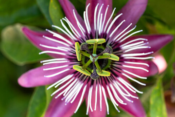 Passionsblume (Passiflora), Nahaufnahme