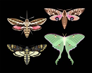 Vector set of high detailed night moths - 447264490
