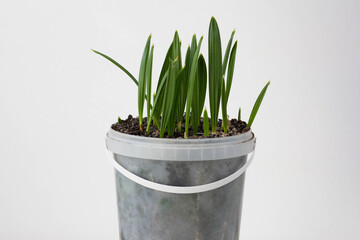 Sprouts of date palm growing in the house pot after plant seeds inside