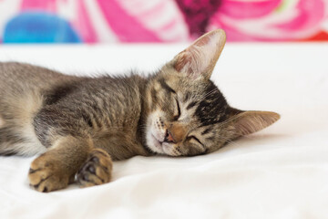 Naklejka na ściany i meble Tricolor domestic kitten sleeping on bed inside